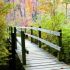 Walkway with Fall Leaves thumbnail