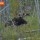 Bull Moose in Swamp thumbnail