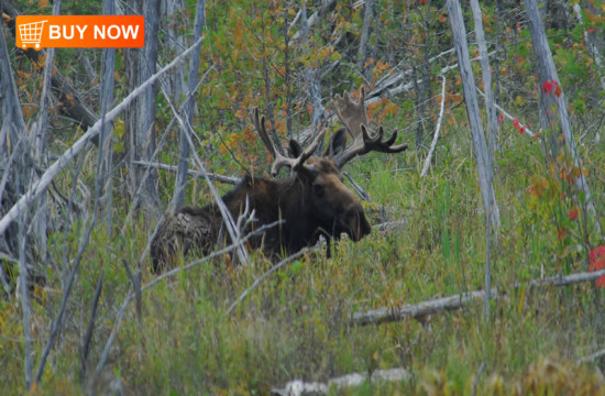 Bull Moose in Swamp