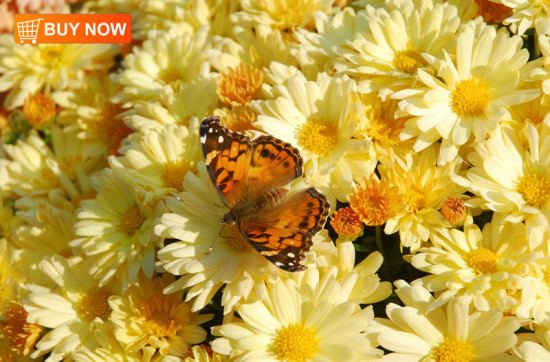 Butterfly on Mums