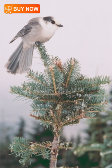 Canadian Jay