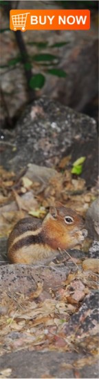 Chipmunk Bookmark