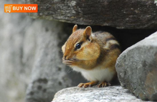 Chipmunk on Rocks