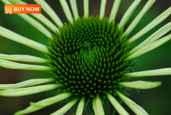 Coneflower White