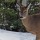 Deer Bookmark thumbnail