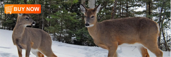 Deer Bookmark