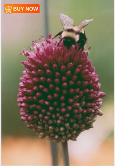 Drumstick-Chive-with-Bee