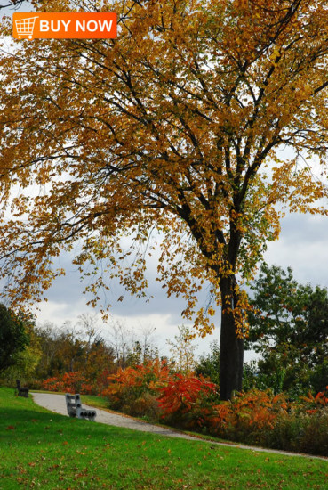 Fall Scene with Bench