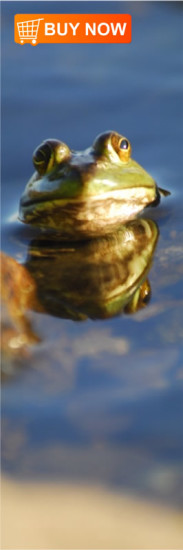 Frog Bookmark