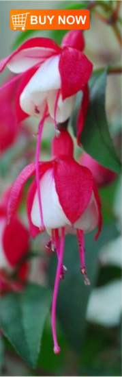 Fushia-Bookmark