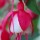 Fushia-Bookmark thumbnail