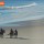 Horses on Beach thumbnail