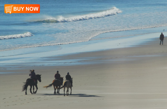 Horses on Beach