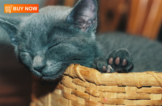 Kitten in Basket