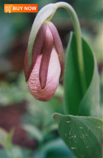 Lady-Slipper-Bud