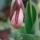 Lady-Slipper-Bud thumbnail