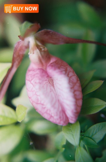 Lady-Slipper