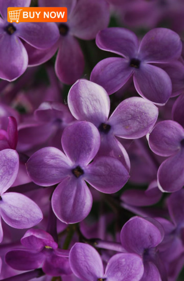 Lilac1