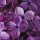 Lilac1 thumbnail