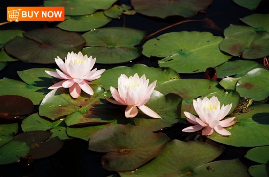 Lily Pads with Frog