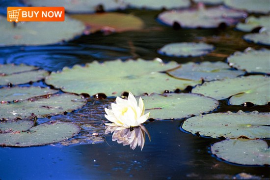 Lily Pads wth Flower