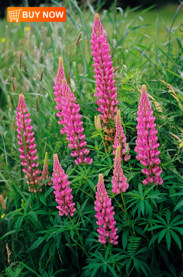 Lupines-Pink