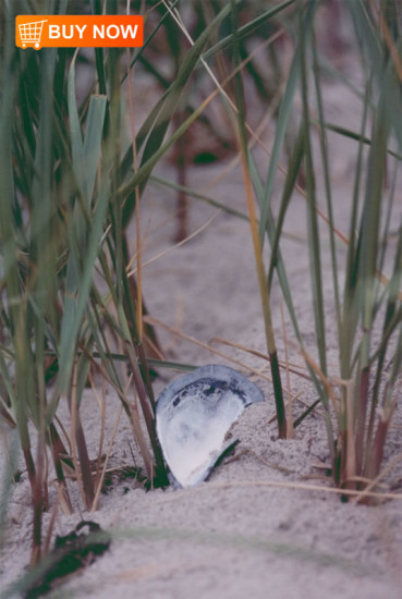 Mussel Shell in Sea Grass