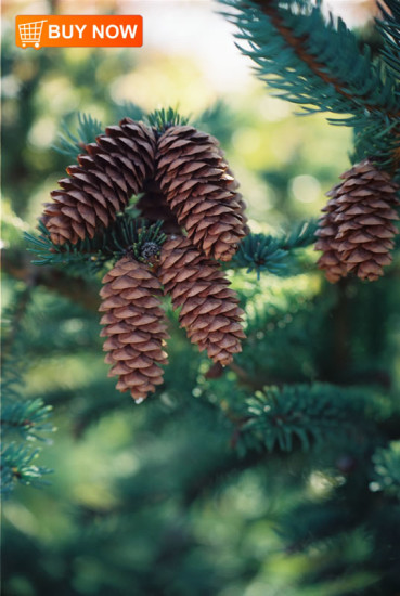 Pine Cones