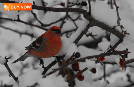 Pine Grosbeak