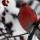 Pine Grosbeak Bookmark thumbnail