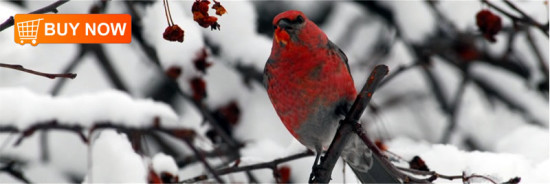 Pine Grosbeak Bookmark