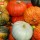 Pumpkins Colorful 292 thumbnail