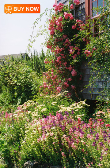 Rose-Trellis