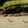 Sandpipers thumbnail