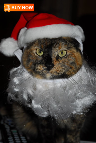 Santa Cat