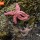 Sea Stars thumbnail