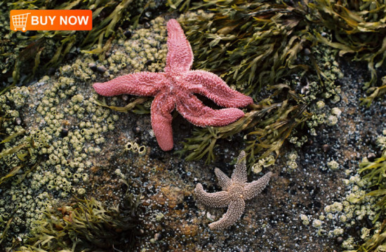 Sea Stars