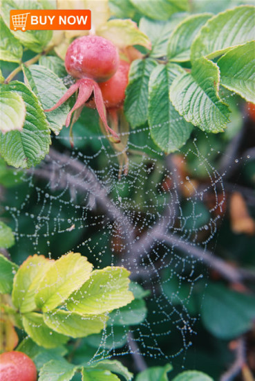 Spiderweb in Rose Bush