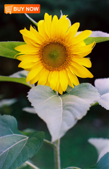 Sunflower-48