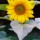 Sunflower-48 thumbnail