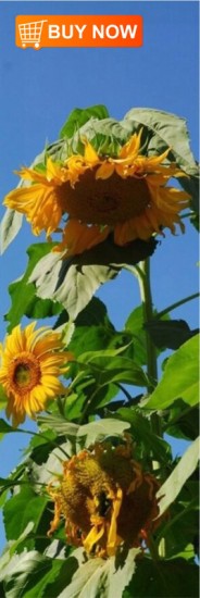 Sunflower-Bookmark
