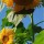 Sunflower-Bookmark thumbnail