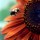 Sunflower-with-Bee-161 thumbnail
