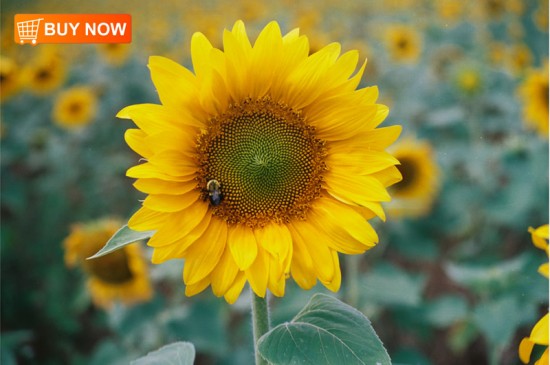 Sunflower with Bee