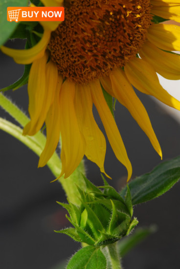 Sunflower-with-Bud