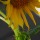 Sunflower-with-Bud thumbnail