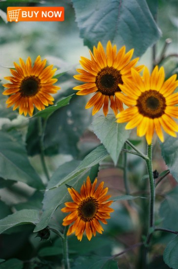 Sunflowers-154