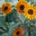 Sunflowers-154 thumbnail