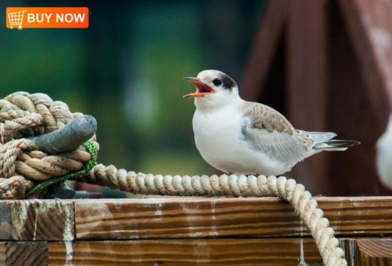 Baby Tern 441