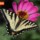 Butterfly on Zinnia 446 thumbnail